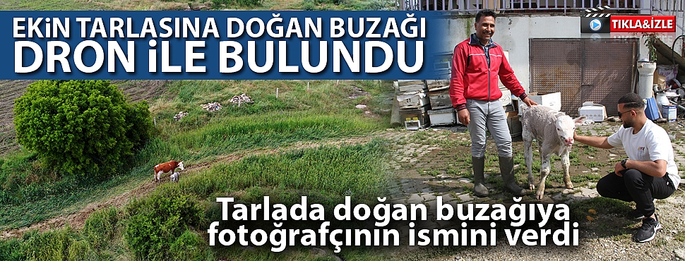 Ekin tarlasına doğan buzağı dron ile bulundu  