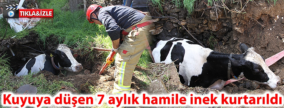 Kuyuya düşen 7 aylık hamile inek kurtarıldı